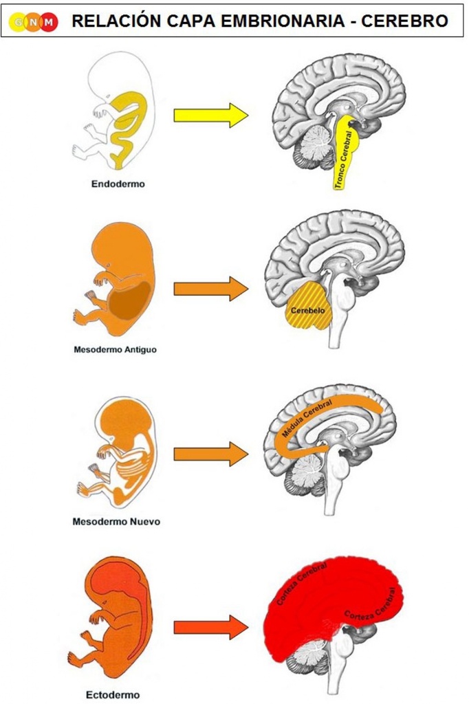 MÓDULO: Capas embrionarias y Mapas Cerebrales